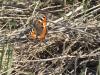 Aglais urticae